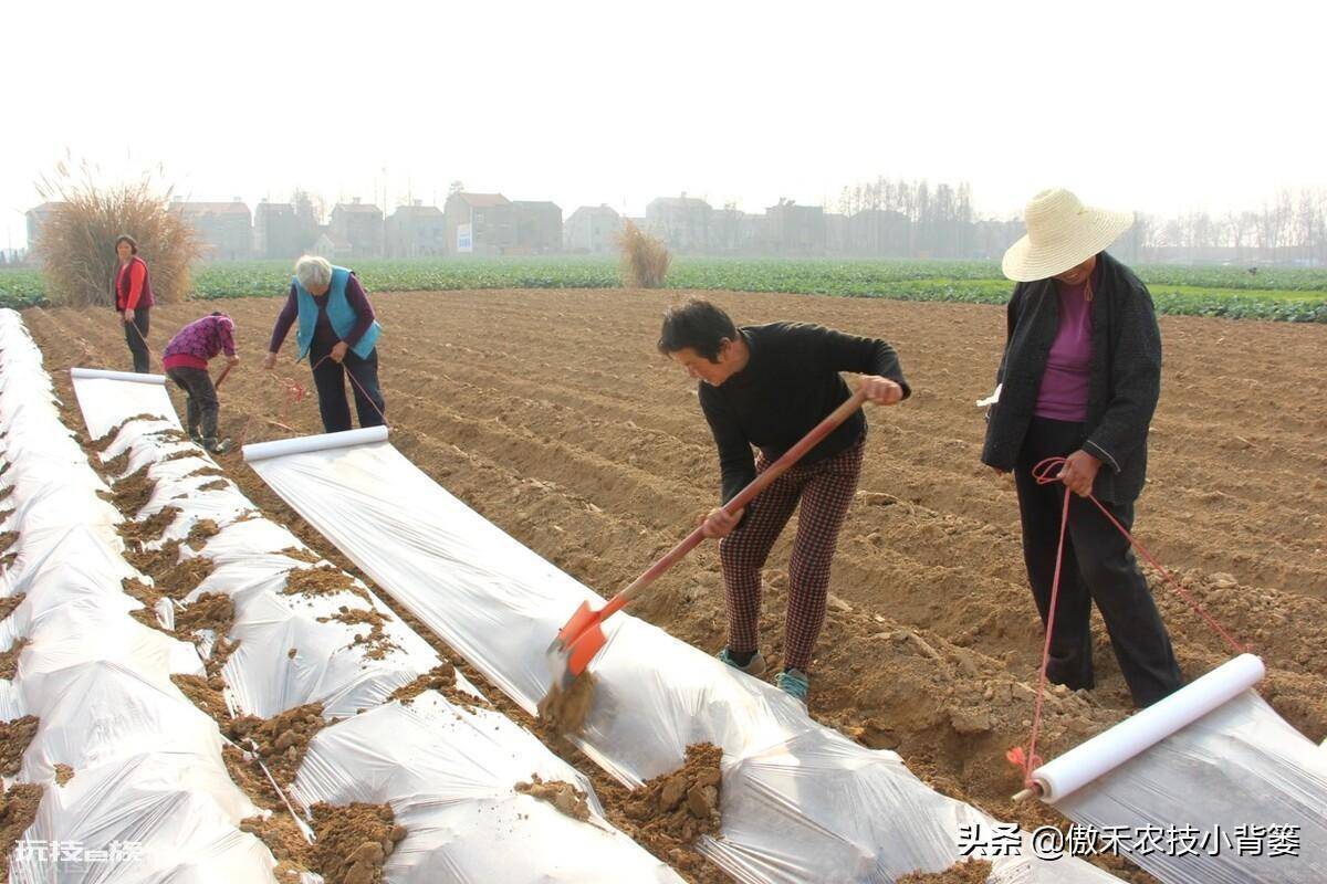 黑地膜和白地膜哪个效果好点(秋冬季节种植选择身颜色地膜)-图片5